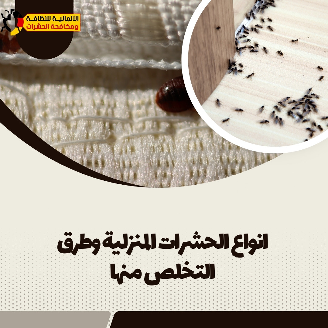 انواع الحشرات المنزلية وطرق التخلص منها