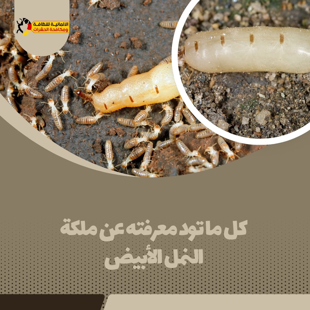 كل ما تود معرفته عن ملكة النمل الأبيض